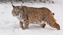 The bobcat (Lynx rufus), also known as the red lynx, is a medium-sized cat native to North America. It ranges from southern Canada through most of the contiguous United S