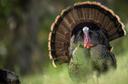 NC wild turkey hunting season set to open
RALEIGH – Hunting season for wild turkey opens in North Carolina April 2.

The youth season is April 2-8, and the statewide seas