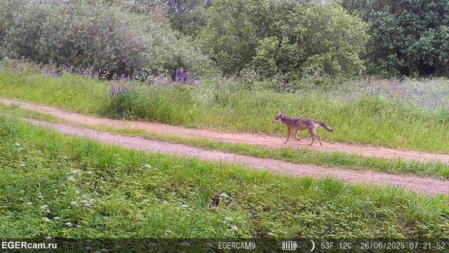 🐺The story of one pair of wolves in the hunting grounds of Alexander from our RikaNV team in Belarus!