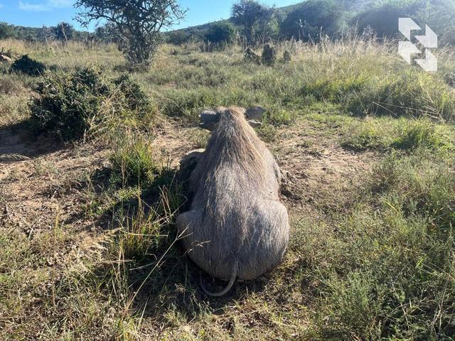 Mountain hunting in 🇿🇦 South Africa?