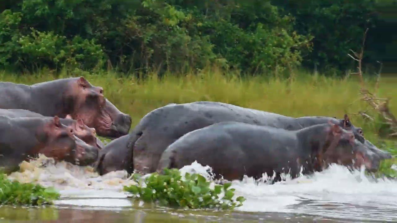 Ngora Uganda Hunting:  Geography and Natural Features, Hunting Demographics, Game Species Diversity, Dry Season Plains Game Strategies