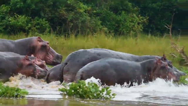 Ngora Uganda Hunting:  Geography and Natural Features, Hunting Demographics, Game Species Diversity, Dry Season Plains Game Strategies