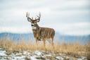 Utah Hunting Seasons, 2023-2024
Utah’s hunting seasons are currently underway. The mountains of Utah represent a beautiful background for the Beehive State’s vast hunting lands. The most beautiful landscapes of the United States are found in Utah’s portion of the Rocky Mountains, allowing you to explore beautiful nature and achieve a bountiful hunt.

On top of the scenery, the state offers premier hunting of big game, including deer, elk, moose and bighorn sheep.

Utah Deer Seasons

Archery	Aug. 19-Sept. 15
Muzzleloader	Sept. 27-Oct. 5
Early General Season	Oct. 11-15
General Season	Oct. 21-29

Utah makes deer hunting easy by providing permits through it Utah Hunting and Fishing app, allowing you to purchase permits on the go before heading out to hunt. First-time hunters in the state can participate in the trial hunting program, which gives new big-game hunters the opportunity to try out the sport without taking the required Hunter Education course. For more information, visit the Utah Division of Wildlife Resources website.

