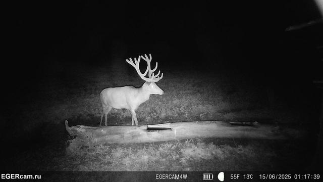 We have prepared for you a small selection of shots from camera traps of our RikaNV team in the hunting grounds of Belarus🇧🇾📸