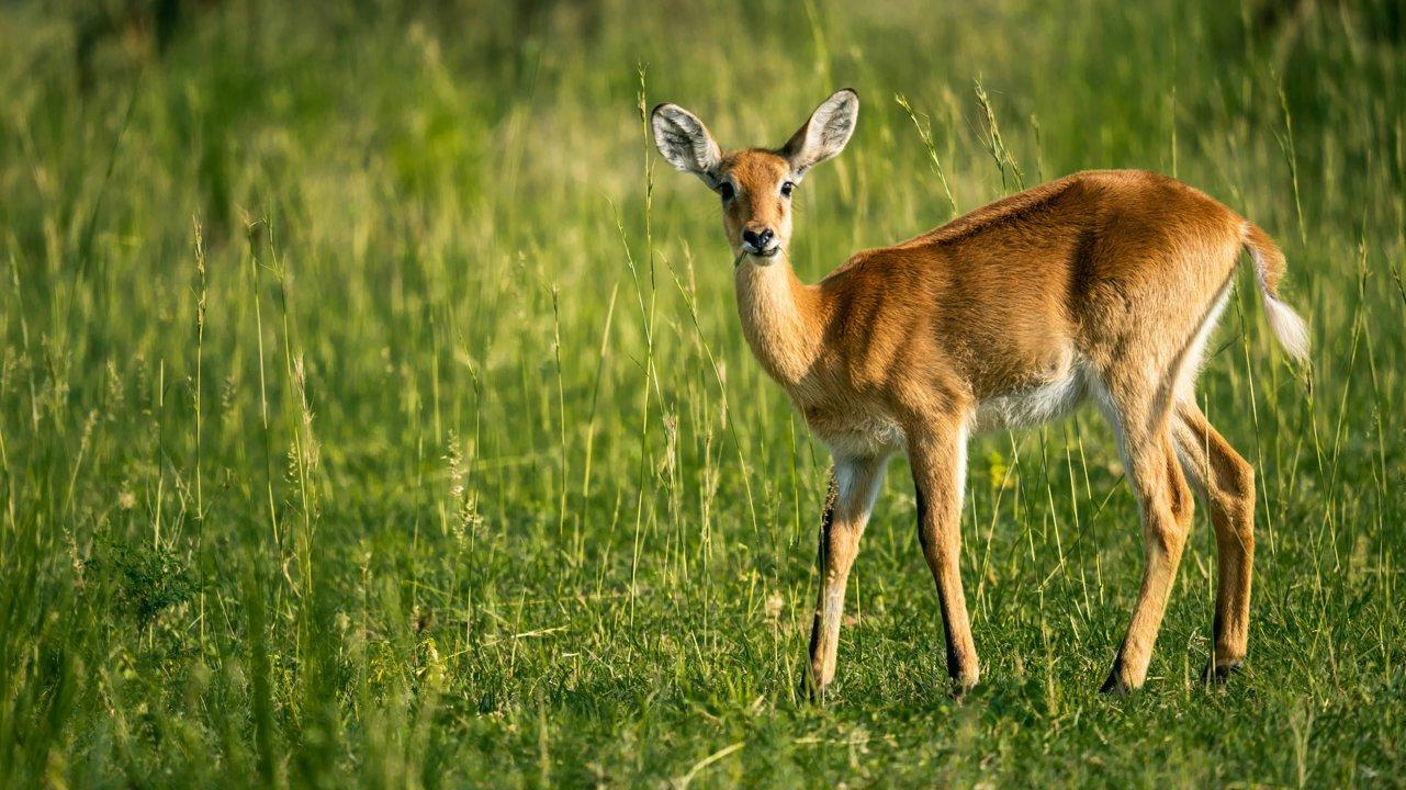 Permitted Hunting Intervals in Bukomansimbi: Year-Round Huntable Wildlife, Seasonal Migration of Game, and the Process for Securing a Legal Hunting Permit