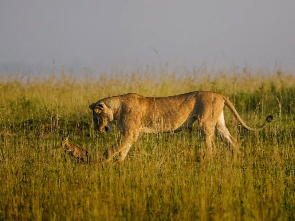 Unveiling Masindi, Uganda: Geography and Natural Features, Hunting Demographics, and Game Species Diversity