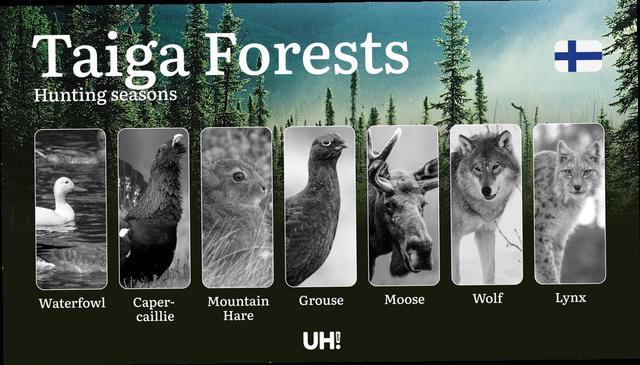 Hunting Seasons in TAIGA FORESTS: Optimal Timing, Required Permits, Penalties, Crucial Regulations and Restrictions