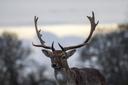 Jagd im MÜNSTERLAND: Jäger und Demografie in der Region, Tradition, Wildbestände, jagdliche Besonderheiten und interessante Fakten zur Jagd

Das Münsterland im Nordwesten
