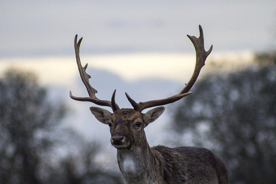 Jagd im MÜNSTERLAND: Jäger und Demografie in der Region, Tradition, Wildbestände, jagdliche Besonderheiten und interessante Fakten zur Jagd