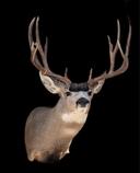 Couple nice bucks finished up this morning.