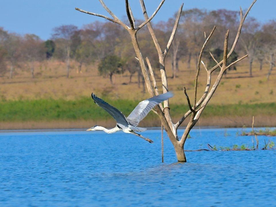 Hunting in ZAMBEZIA: Exploring Wildlife, Traditions, and Conservation in Mozambique’s Premier Hunting Destination