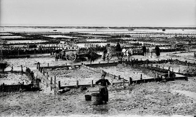 Oyster hunting and sorting in 19th-century France was an essential maritime and culinary practice that reflected both the country’s deep gastronomic traditions and the evolving dynamics of coastal economies.