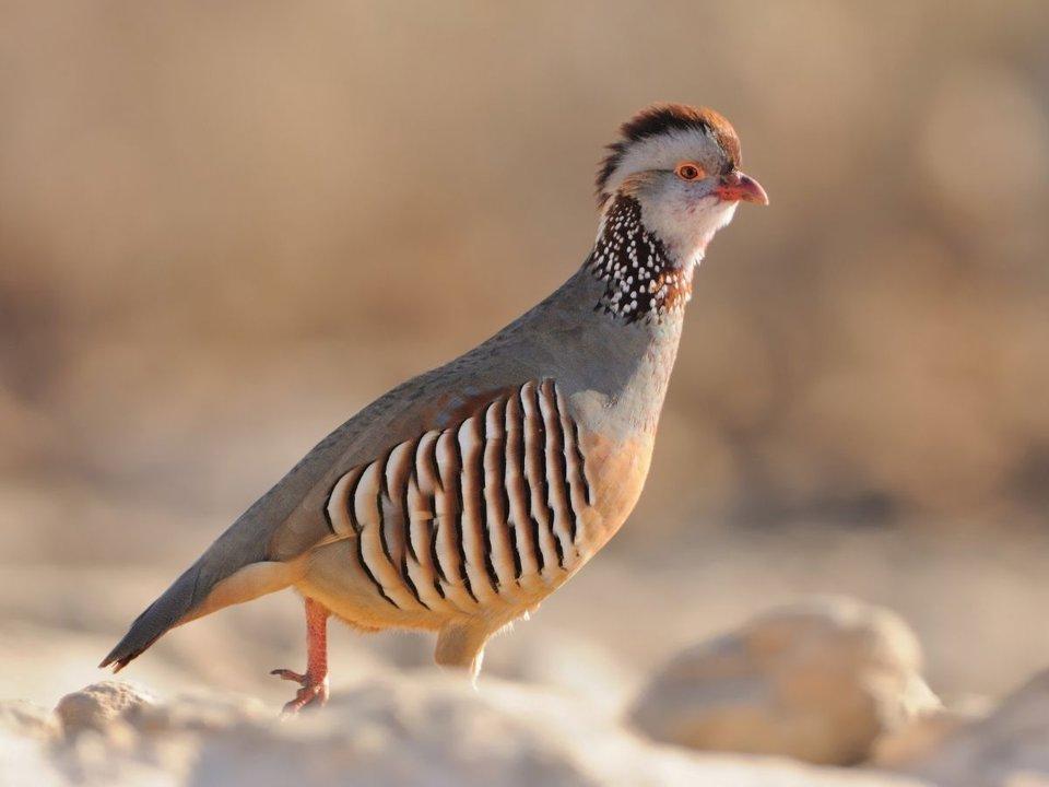 Hunting Shorebirds in Morocco: A Comprehensive Guide to Understanding the Ban on Shorebird Hunting in Morocco, Regional Variances, Relevant Laws, and the Ongoing Role of Hunting Traditions in Conservation Efforts.