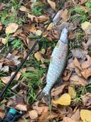 Autumn catch 🍂