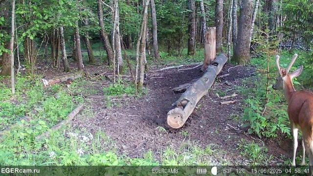 We have prepared for you a small selection of shots from camera traps of our RikaNV team in the hunting grounds of Belarus🇧🇾📸