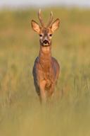 European roedeer - Hun