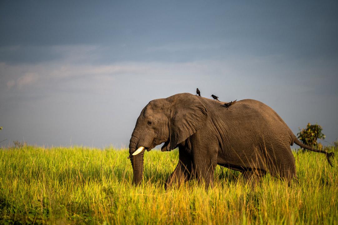 Hunting in Kapchorwa, Uganda: A Thrilling Destination for Unforgettable Hunting Adventures and Cultural Immersion