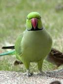 Mogilan