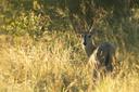 Hunting in NAMPULA Province: Exploring Wildlife, Clubs and Laws, Traditions, and Sustainable Practices
 
Nampula Province, nestled in the northern reaches of Mozambique, 
