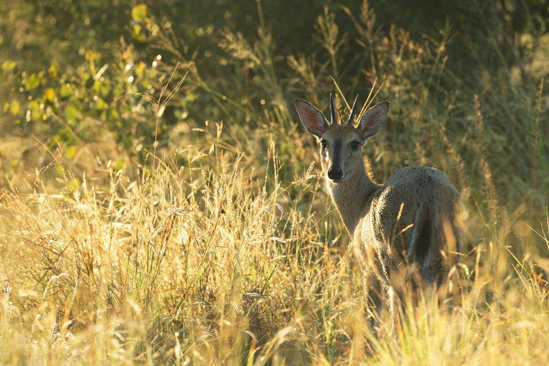 Hunting in NAMPULA Province: Exploring Wildlife, Clubs and Laws, Traditions, and Sustainable Practices