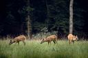 Explorer la Chasse dans le MORVAN: Géographie, législation locale, démographie des chasseurs et gestion de la faune

Le Morvan, situé au cœur de la Bourgogne-Franche-Comté, est une région naturelle française réputée pour ses paysages sauvages, ses forêts denses et ses vastes étendues. Pour les chasseurs, ce territoire offre une expérience unique, mêlant traditions, biodiversité et défis sportifs. 

Géographie et particularités naturelles du Morvan 
Le Morvan est un massif montagneux ancien, caractérisé par ses collines verdoyantes, ses forêts de chênes et de hêtres, et ses nombreux lacs et rivières. Cette diversité de paysages en fait un habitat idéal pour une faune variée. Les zones forestières couvrent une grande partie du territoire, offrant des espaces propices à la chasse. Les étangs et les cours d'eau attirent également une faune aquatique, enrichissant encore la biodiversité locale. 
Le climat du Morvan, de type océanique dégradé, est marqué par des hivers froids et des étés doux. Ces conditions climatiques favorisent la reproduction et le développement des espèces gibier, faisant de la région un terrain de chasse privilégié.

Les spécificités de la chasse dans le Morvan 
La région est connue pour ses pratiques de chasse collective, où les chasseurs se regroupent pour organiser des battues, notamment pour le sanglier et le chevreuil.

Les chasseurs et la démographie du Morvan 
Le Morvan compte environ 5 000 chasseurs actifs, selon les données de la Fédération Départementale des Chasseurs de la Nièvre et de Saône-et-Loire. Cette population de chasseurs représente une part significative des habitants de la région, reflétant l'importance culturelle et sociale de cette activité. 
La majorité des chasseurs sont des hommes, mais on observe une augmentation progressive du nombre de femmes pratiquant la chasse. Les jeunes chasseurs sont également de plus en plus nombreux, grâce aux initiatives de formation et de sensibilisation mises en place par les fédérations locales.

Les types de chasse et les espèces gibier 
Le Morvan offre une grande variété de pratiques de chasse, adaptées aux différents terrains et espèces présentes. 
- La chasse à courre: Tradition ancestrale, elle est pratiquée principalement pour le cerf et le chevreuil. 
- La battue: Organisée en groupe, elle cible le sanglier, une espèce abondante dans la région. 
- La chasse à l'affût: Idéale pour le chevreuil et le sanglier, elle demande patience et discrétion. 
- La chasse au petit gibier: Lièvres, faisans et perdrix sont également chassés, notamment dans les zones de plaine et de bocage. 
Les espèces gibier les plus courantes dans le Morvan sont : 
- Le sanglier 
- Le chevreuil 
- Le cerf 
- Le lièvre 
- Le faisan 
- La perdrix 

Les saisons de chasse dans le Morvan 
Les saisons de chasse dans le Morvan sont réglementées par les arrêtés préfectoraux, conformément au Code de l'environnement.
- Sanglier: Chassable toute l'année dans le cadre de plans de gestion, mais principalement de septembre à février. 
- Chevreuil: Généralement de mai à septembre pour les mâles, et d'octobre à février pour les femelles. 
- Cerf: De septembre à février. 
- Petit gibier: De septembre à février, avec des variations selon les espèces. 
Il est essentiel de consulter les calendriers officiels chaque année, car les dates peuvent varier en fonction des populations animales et des décisions locales.

Les associations et clubs de chasse 
Le Morvan compte de nombreuses associations de chasseurs, qui jouent un rôle clé dans la gestion des territoires et la promotion d'une chasse responsable. 
- La Fédération Départementale des Chasseurs de la Nièvre 
- La Fédération Départementale des Chasseurs de Saône-et-Loire
- L'Association des Chasseurs de Grand Gibier du Morvan
Ces organisations proposent des formations, des événements et des actions de préservation de la faune et des habitats naturels.

La législation de la chasse dans le Morvan 
La chasse dans le Morvan est soumise à la réglementation nationale française, avec quelques spécificités locales. Les chasseurs doivent être titulaires d'un permis de chasse valide et respecter les quotas et les périodes de chasse définis par les autorités. 
Les zones de chasse sont souvent gérées par des Acca (Associations Communales de Chasse Agréées), qui organisent l'activité sur des territoires définis. Les chasseurs doivent également souscrire à une assurance responsabilité civile pour couvrir les éventuels dommages causés lors de leurs activités.

Les traditions de chasse dans le Morvan 
La chasse dans le Morvan est imprégnée de traditions ancestrales. Les battues au sanglier, par exemple, sont souvent suivies de repas conviviaux où les chasseurs partagent leurs expériences et leurs prises. 
La chasse à courre, bien que moins pratiquée aujourd'hui, reste un symbole fort de l'histoire cynégétique de la région. Les veneurs, vêtus de leurs tenues traditionnelles, perpétuent cette pratique avec un profond respect pour les animaux et la nature.

Faits intéressants sur la chasse dans le Morvan 
- Le Morvan est l'une des rares régions de France où la population de sangliers est particulièrement dense, en raison de l'abondance de nourriture et de la gestion adaptée des territoires. 
- Le cerf élaphe, emblématique de la région, est souvent considéré comme le "roi de la forêt morvandelle". 
- Les étangs du Morvan, comme celui des Settons, attirent de nombreux oiseaux migrateurs, offrant des opportunités de chasse au gibier d'eau. 

La chasse dans le Morvan est bien plus qu'une simple activité : c'est une passion, un art de vivre et un lien profond avec la nature. Entre traditions séculaires et gestion moderne des territoires, les chasseurs morvandiaux contribuent à préserver l'équilibre écologique tout en perpétuant un héritage culturel riche. Que vous soyez un chasseur expérimenté ou un novice, le  Morvan vous accueille pour des expériences inoubliables au cœur d'une nature préservée. 
