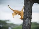 Prix ​​de la meilleure photographie animalière comique.