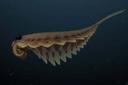 Three-eyed predator stalked the seas 500 million years ago

Stanleycaris hirpex, which lived in the Cambrian period, had two protruding eyes on the side of its head and a