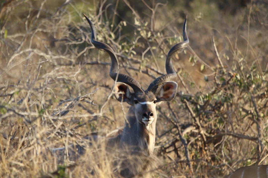 Hunting in Baviaanskloof: Rugged Terrain, Ethical Hunters, and Free-Range Game Species
