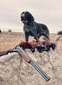 The German Wirehaired Pointer: A Hunter's Rugged and Reliable Companion

For those of us who live and breathe hunting, the choice of a canine partner is one of the most i