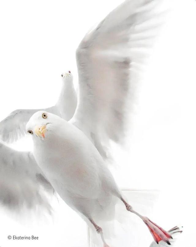 The Funniest Photos in the History of the Wildlife Photographer of the Year Contest.