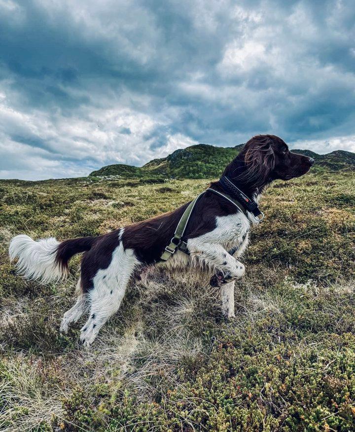 Small Münsterländer Hunting Dog: History, Training, Cost, Care & Field Performance.