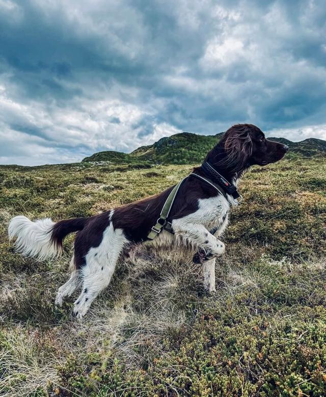 Small Münsterländer <strong>Hunting</strong> Dog: History, Training, Cost, Care & Field Performance.