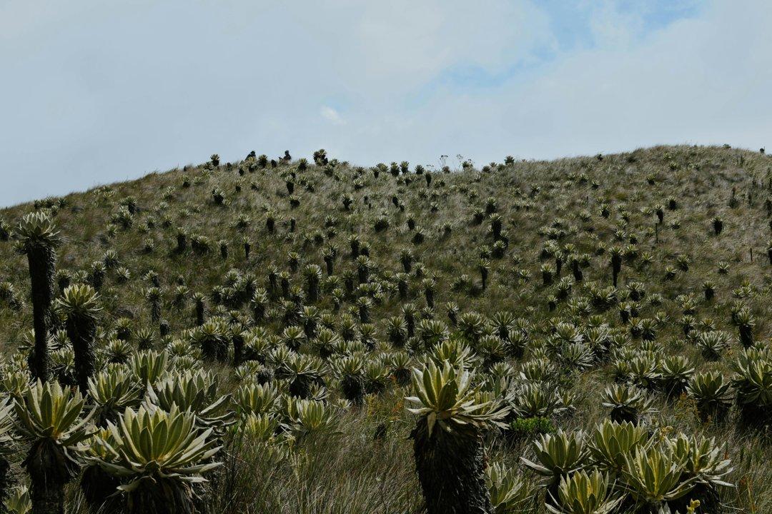 Cordillera de la Costa es un escenario único para la caza en Chile: asociaciones y clubes, legislación y peculiaridades de la caza