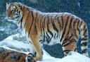 Tiger hunting is the capture and killing of tigers. Humans are the tigers' most significant predator, and illegal poaching is a major threat to the tigers. The Bengal tiger is the most common subspecies of tiger, constituting approximately 80% of the entire tiger population in Indian Sub-Continent, and is endemic to Bangladesh, Bhutan, Myanmar, Nepal, and India. Tigers have mythological, cultural and religious significance in these countries. Foreign invaders saw hunting of Tigers as a symbol of masculinity and an adventurous sporting event. It has been hunted in these countries for centuries. In 1924, the Tiger population in Asia was estimated to be more than 100,000. However, within less than a hundred years, it had declined to fewer than 3,200. Tiger has historically been a popular big game animal and has been hunted for prestige as well as for taking trophies. Extensive poaching has continued even after such hunting became illegal and legal protection was provided to the tiger. Now a conservation-reliant endangered species, the majority of the world's tigers live in captivity. Tigers were once considered to be harder to hunt than lions, due to their habit of living alone in dense cover and not noisily asserting their presence with roars as often.