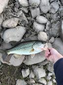 Bass