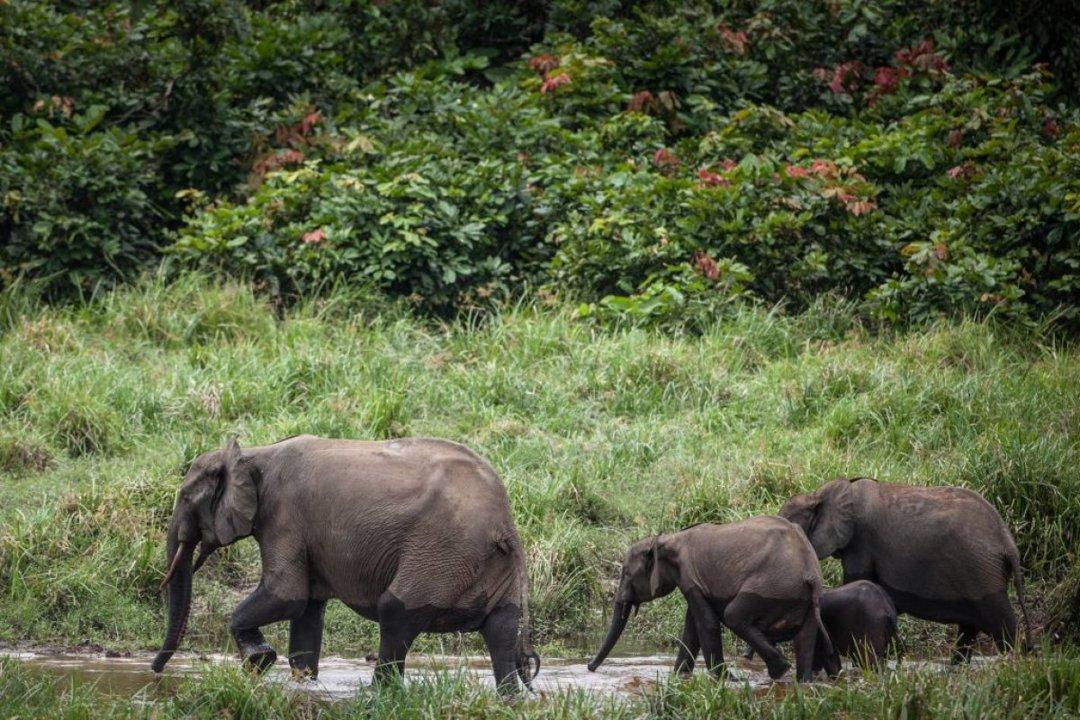 Hunting in Woleu-Ntem, Gabon: Seasons, Laws and Legislation, Clubs, Geography of Gabon for Hunters