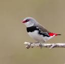 Diamond Firetail. 

📸: @darrenstephens_photography