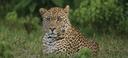 Mara: Hunting Timeframes, Species and Seasonal Bans, Participating in the Hunt, Getting Licensed, Penalties That May Spoil Season, Expert Recommendations, Timing, Tools

Hunting in Mara is an exhilarating experience that requires strict adherence to regional laws and seasonal regulations to ensure legality and success. Understanding the precise hunting dates, permit requirements, and species restrictions is essential. This guide provides a detailed overview of Mara’s hunting seasons, peak game activity periods, licensing procedures, and penalties for violations

1.      Hunting Seasons and Regional Regulations in Mara
Mara’s hunting seasons are carefully structured to balance wildlife conservation with sustainable hunting practices. The main hunting periods include:
Big Game Hunting Season (June to October): This coincides with the dry season when animals such as buffalo and antelope congregate near water sources, making tracking and hunting more effective.
Small Game and Bird Hunting Season (November to February): Focused on species like guinea fowl and hares, this period follows the rains when vegetation and food sources are abundant.
Several factors influence these hunting dates. Mara’s dry season facilitates easier tracking due to reduced vegetation, while the wet season (March to May) typically enforces hunting bans to protect breeding animals. The Great Migration, occurring from July to October, significantly affects hunting availability, with some areas restricting hunting during peak herd movements to minimize disturbance. Compared to neighboring regions, Mara enforces stricter off-season bans to protect endangered species. Recent regulatory reforms have shortened hunting seasons for certain species, particularly lions and elephants, and introduced stricter quotas to prevent overhunting

2.  	Seasonal Patterns and Game Activity
The best hunting periods in Mara vary by species and season. From June to October, big game hunting is optimal due to high visibility and animal congregation near waterholes. Predators like lions and leopards are most active at dawn and dusk, while herbivores such as zebras and wildebeests move frequently during cooler hours. From November to February, bird hunting and small mammal hunting are at their peak, benefiting from the post-rain abundance of food.
The Mara region hosts several exciting hunting-related events that attract enthusiasts from around the world. The most notable is the Annual Big Game Hunting Expo, held every July, which coincides with the peak of the hunting season. This event features expert seminars, gear exhibitions, and networking opportunities with professional guides and conservationists. Additionally, local communities organize traditional hunting competitions, where participants track game using both modern and indigenous methods, celebrating Mara’s rich hunting heritage. These festivals not only promote ethical hunting practices but also contribute to wildlife conservation through fundraising and awareness campaigns. 
Another key event is the Mara Waterfowl Hunting Challenge, held in November when migratory birds arrive in large numbers. This competition tests marksmanship and strategy, with prizes for the most successful hunters. Alongside the hunt, cultural performances, storytelling sessions, and bushcraft workshops offer a deeper insight into the region’s traditions. These gatherings foster camaraderie among hunters while reinforcing the importance of sustainable hunting and adherence to seasonal regulations

3.      Restrictions and Protected Species in Mara
Mara enforces strict protections to conserve vulnerable species. Rhinos, cheetahs, and giraffes are completely off-limits to hunting. Hunting is prohibited during the breeding season from March to May to safeguard reproductive cycles. Age and gender restrictions allow only mature males of certain species, such as buffalo, to be hunted, ensuring population sustainability. Full hunting bans apply during the breeding season and within 10 kilometers of national parks, preserving critical habitats and minimizing human-wildlife conflicts

4.      Obtaining a Hunting License in the Region
To hunt legally in Mara, hunters must provide a valid passport, proof of hunting experience, and a firearm permit if applicable. Licenses are typically issued by the Mara Hunting Association, which also organizes guided hunts. The East African Wildlife Authority oversees conservation-compliant permits, while the Safari Operators Union connects hunters with legal outfitters. Working with these organizations ensures compliance with local laws and access to regulated hunting areas

5.      Penalties for Violating Hunting Periods in Mara
Violations of hunting regulations in Mara carry severe penalties. Illegal hunting can result in fines up to $10,000 and imprisonment. Shooting protected species leads to immediate license revocation and heavy legal consequences. These strict measures highlight the importance of adhering to all hunting laws to protect wildlife and maintain ethical hunting standards

6.      Tips for Timing, Gear, and Hunting Strategies
Optimal hunting in Mara requires strategic timing and equipment. Early mornings and late evenings are best for predator hunting, while the dry season offers superior tracking conditions. Essential gear includes high-caliber rifles suitable for big game, along with camouflage clothing and scent blockers to enhance stealth. Effective tactics include spot-and-stalk methods for open plains and baiting techniques, where legal, to attract carnivores. Following these strategies increases the likelihood of a successful and responsible hunt in Mara.
#MaraHunting #HuntingSeasons #BigGameHunting #HuntingRegulations #WildlifeConservation #HuntingPermits #EthicalHunting #SafariHunting #HuntingInAfrica #GameHunting #HuntingFestivals #HuntingTips #HuntingGear #HuntingLaws #SustainableHunting #MaraConservation