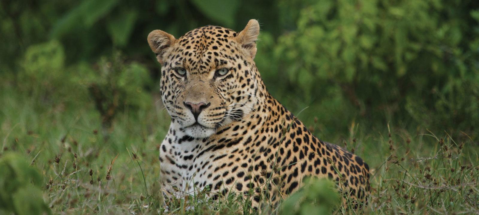 Mara: Hunting Timeframes, Species and Seasonal Bans, Participating in the Hunt, Getting Licensed, Penalties That May Spoil Season, Expert Recommendations, Timing, Tools