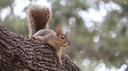 Hunting Squirrels: Which .22 is for You?

Lever-action, single-shot, bolt-action, semi-automatic and pump. When we picture a .22-caliber rifle in our mind, one of these t