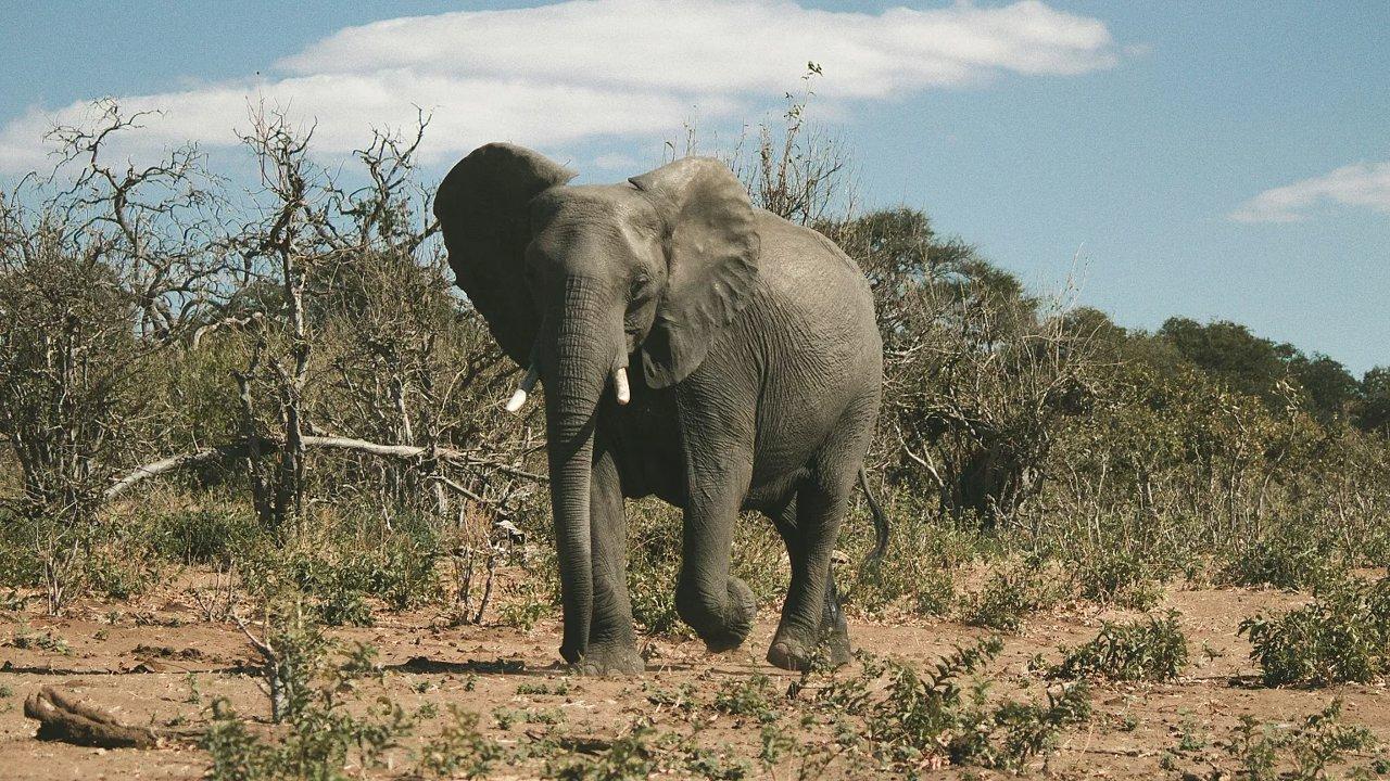 Exploring Cuanza Sul’s (Angola) Hunting Scene: Rules, Seasons, Geographical Specifics, Wildlife, Types of Hunting and Unique Customs 