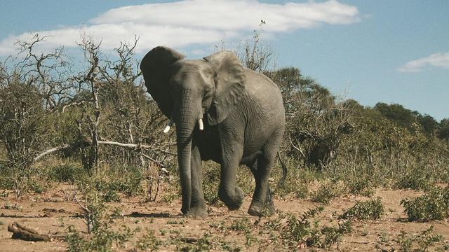 Exploring Cuanza Sul’s (Angola) <strong>Hunting</strong> Scene: Rules, Seasons, Geographical Specifics, Wildlife, Types of <strong>Hunting</strong> and Unique Customs 
