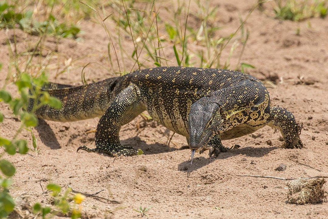 Mayuge, Uganda: A Hidden Paradise for Unforgettable Hunting Adventures and Cultural Experiences