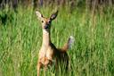 HUNTING IN THE MANITOBA REGION: A DEEP DIVE INTO DEMOGRAPHICS, ASSOCIATIONS AND CLUBS, LAWS AND HUNTING SEASONS

Manitoba (Man.), Canada, is a hunter’s paradise, offering