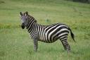 
Zebra is a species of hoofed animals that inhabit Africa. They are distinguished by their black and white coloring, which serves to protect them from predators and regulate body temperature. Zebras live in herds and feed on grass. They can run at speeds of up to 65 km/h to protect themselves from predators. The zebra species is under threat due to loss of habitat and poaching.