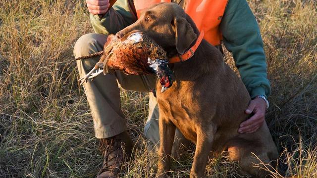 Jagd im ERZGEBIRGE: Geographische Besonderheiten, Wildarten, Jagdmethoden, Traditionen und gesetzliche Rahmenbedingungen