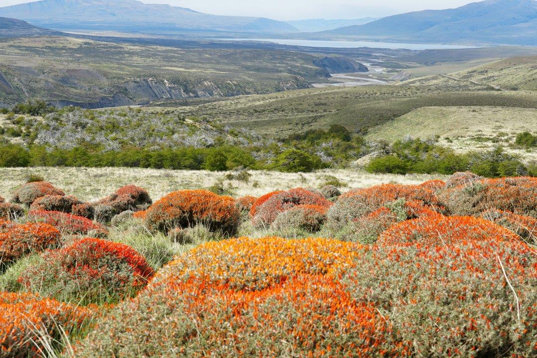 Caza en la Cordillera de los Andes: Fauna, Temporadas, Tradiciones y Experiencias en Altura para Cazadores en Chile