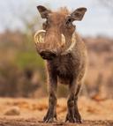 Warthog Hunting in Africa: A Comprehensive Guide for Hunters

Warthogs – those tough, tusked members of the pig family – are a popular and challenging quarry for hunters 