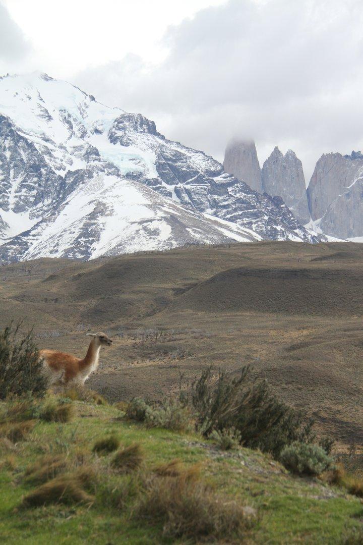 Caza en Ñuble: Diversidad de Presas, Tradición Mapuche y Aventuras entre Bosques y Volcanes
