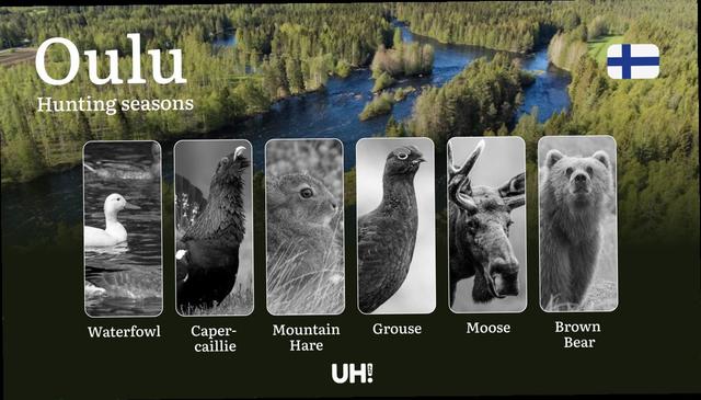 <strong>Hunting</strong> Seasons in OULU: General Regulations, Protected Periods, Obtaining <strong>Hunting</strong> Licenses and Practical <strong>Hunting</strong> Strategies